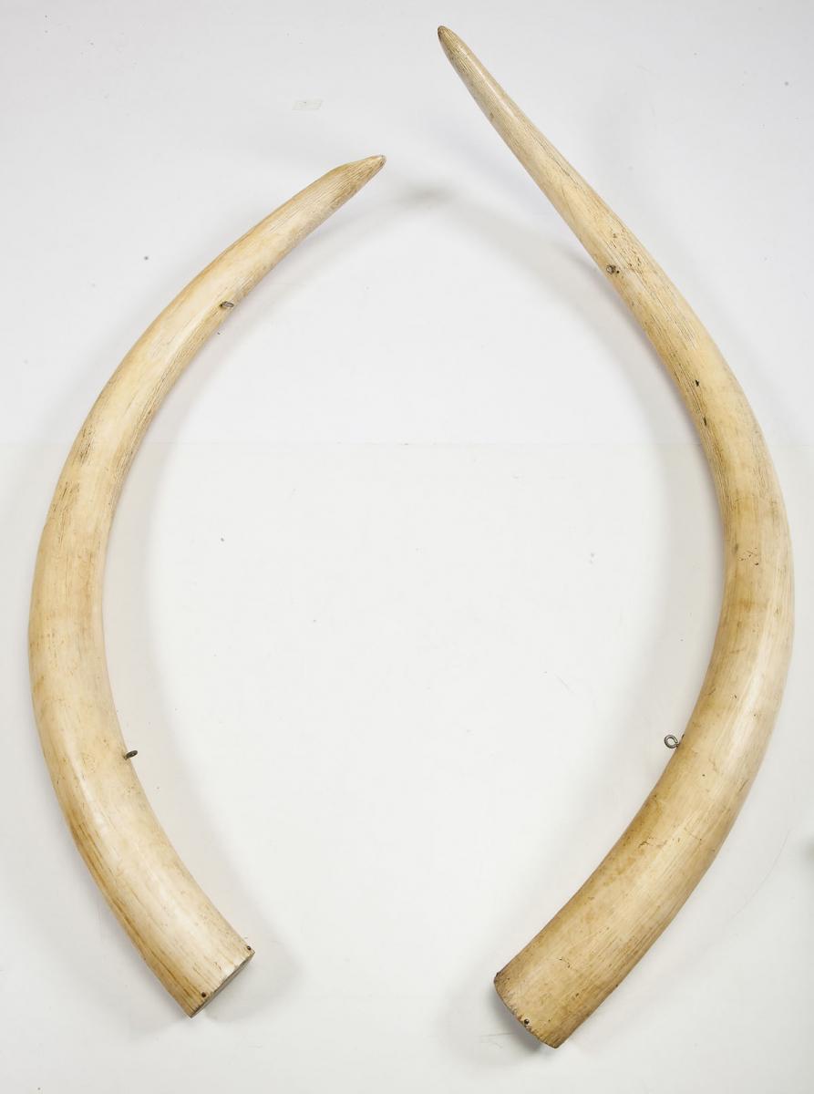 African Elephant Tusks ($8,000-12,000)